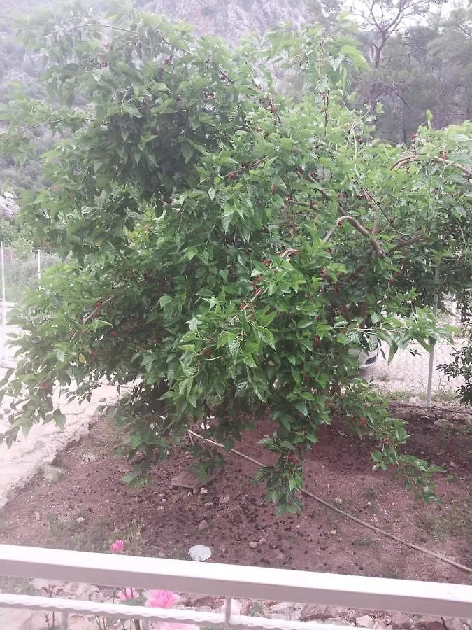 Village Garden Pansiyon Antalya